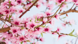 Hình nền Hoa 1366x768 — Hoa anh đào Hình nền