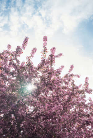 Beautiful Blooming Trees in Spring — Oppo Pad Hình nền