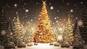 Hình nền cây thông Noel — Cây thông Noel Hình nền