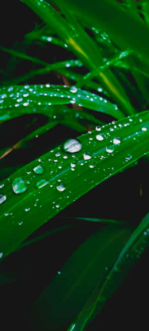 1080x2400 — Bãi biển hoàng hôn Hình nền