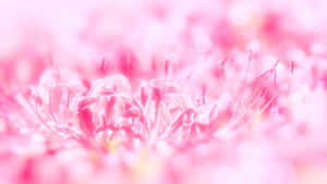Nền Cute Pink — Dễ thương màu hồng Hình nền