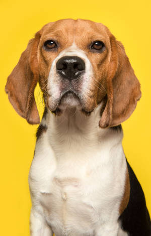 Chó Beagle trên nền vàng — POCO Pad C1 Hình nền