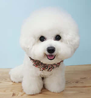 Hình ảnh chó Bichon Frise — Galaxy Z Flip 8 Hình nền