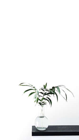 Hình ảnh Aesthetic White — Thẩm mỹ trắng Hình nền