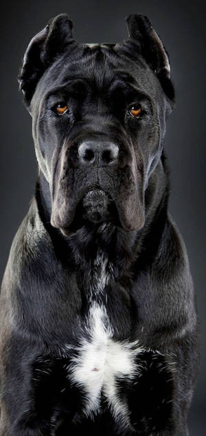 Hình nền chó Cane Corso đẹp trai — iPhone 17 Pro Max Hình nền