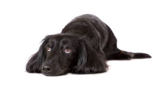 Chó Cún Dễ Thương Giống Flat-Coated Retriever — Chó dễ thương Hình nền