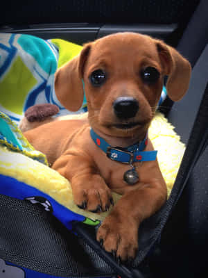 Hình ảnh chó Dachshund con — iPad Air 13 Hình nền