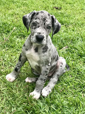 Hình ảnh chó Great Dane con — iPad Pro 12.9 Hình nền