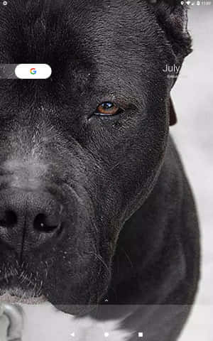 Pitbull đen — Pixel Tablet Hình nền