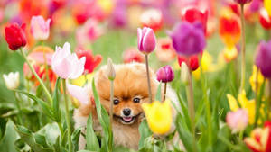 Chó Pomeranian Mùa Xuân Dễ Thương — Dễ thương mùa xuân Hình nền