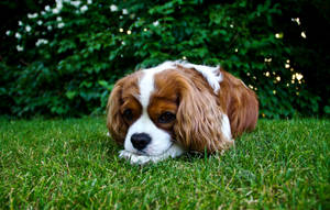 Chó Spaniel King Charles Cún Dễ Thương — Chú cún dễ thương Hình nền