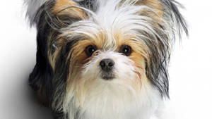 Chó Terrier Ba Màu Dễ Thương — Chó dễ thương Hình nền