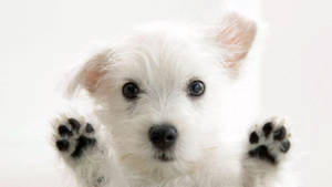 Chó Terrier Trắng Dễ Thương Cho Desktop — Dễ thương desktop Hình nền