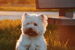 Hình nền chó dễ thương của Westie trắng trên cỏ cạnh ghế dài lúc hoàng hôn