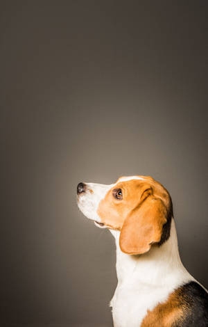 Chú chó Beagle nhìn nghiêng — POCO Pad C1 Hình nền
