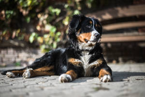 Chú chó Bernese dễ thương dưới ánh nắng mặt trời — Chó dễ thương Hình nền