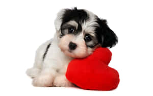 Chú chó con đen trắng ôm chiếc gối hình trái tim màu đỏ — Valentine dễ thương Hình nền