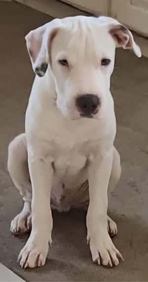 Hình ảnh chó Dogo Argentino — Pixel Fold Hình nền