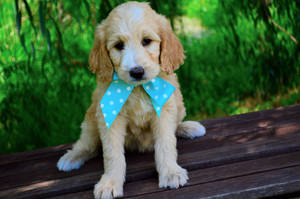 Chú chó Goldendoodle dễ thương đeo nơ — Chú cún dễ thương Hình nền