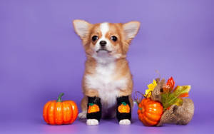 Chú chó Halloween dễ thương phong cách thẩm mỹ — Dễ thương phong cách halloween Hình nền