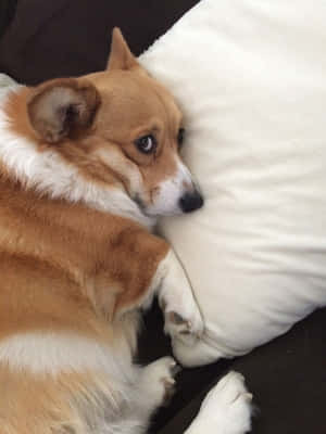 Hình ảnh corgi hài hước — iPad thế hệ thứ 9 Hình nền