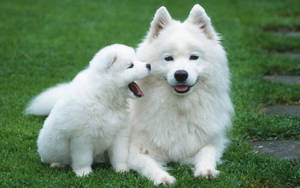 Chú Cún Đáng Yêu Giống Alaskan Malamute — Chú cún dễ thương Hình nền