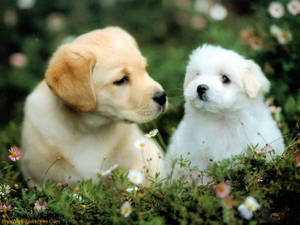 Chú Cún Dễ Thương Và Chó Golden Retriever Màu Nâu — Chú cún dễ thương Hình nền