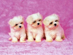 Ba Chú Cún Shih Tzu Đáng Yêu — Chú cún dễ thương Hình nền
