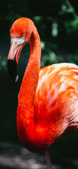 Nhiếp ảnh Chim Hồng Hạc iPhone — Vivo V80 Lite Hình nền
