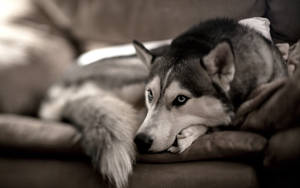 Hình nền chó Husky Siberia ngồi trên ghế sofa màu xám