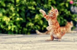 Chú mèo con tinh nghịch nhảy múa ngoài trời.jpg — Mèo nhảy múa Hình nền