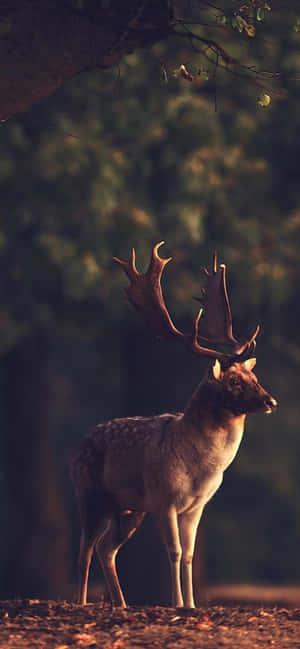 Deer Desktop — iPhone 17e Hình nền