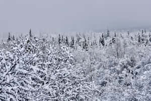 Ảnh Anchorage Alaska — Tuyết thẩm mỹ Hình nền