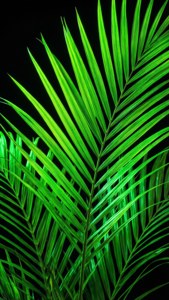 Lá cọ xanh neon phát sáng trên nền đen.