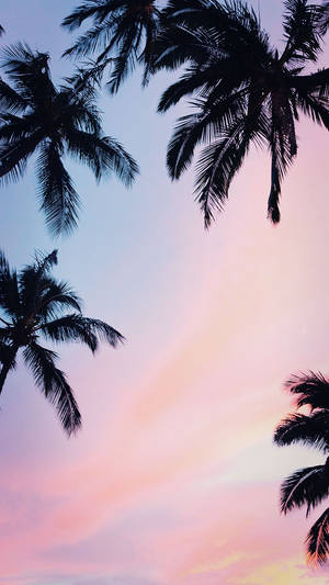 Hình nền Coconut Trees Iphone Xs — iPhone Xs Hình nền