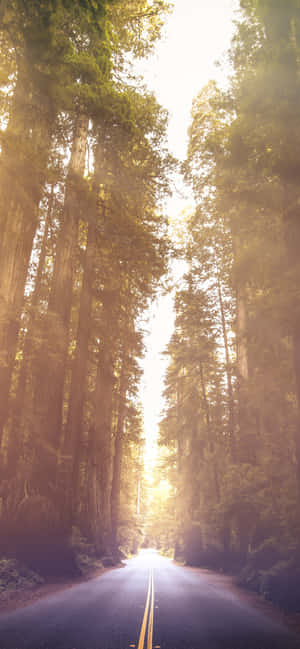 Redwood National Park Avenue Of The Giants — Vivo X500 Hình nền