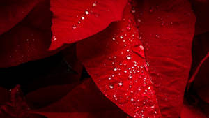 Hình nền Dewy Poinsettia Bracts — iMac Hình nền