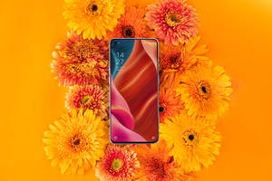 Điện thoại Oppo và cây cỏ tươi tốt