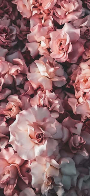 Iphone Flowers — iPhone 15 Hình nền