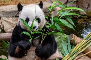 Hình nền gấu trúc ăn cành cỏ tre.