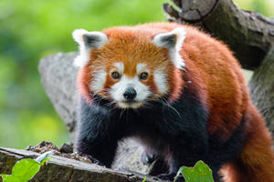 Hình nền gấu trúc đỏ trên gốc cây đã chặt.