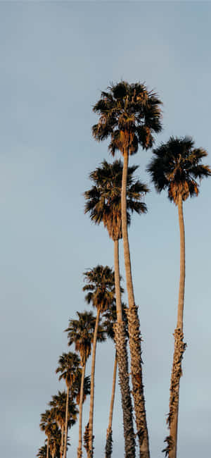 Nền iPhone X California — iPhone Xs Max Hình nền