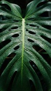 Cận cảnh một chiếc lá monstera với những giọt mưa lấp lánh, toát lên vẻ tươi mới. — Xanh aesthetic GIF Hình nền