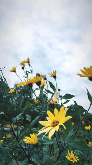 Hình ảnh Aesthetic Iphone