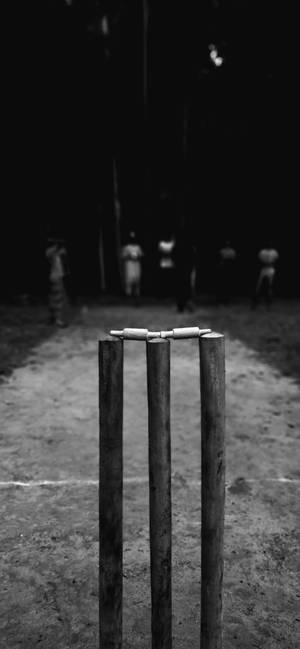 Hình nền gốc cây cricket trong thang xám — iPhone 15 Pro Max Hình nền
