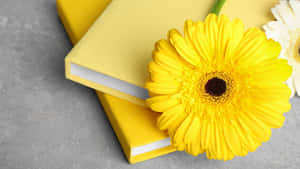 Nền thẩm mỹ màu vàng — Vàng aesthetic Hình nền