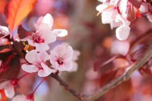Hình ảnh cành cây — Hoa anh đào Hình nền