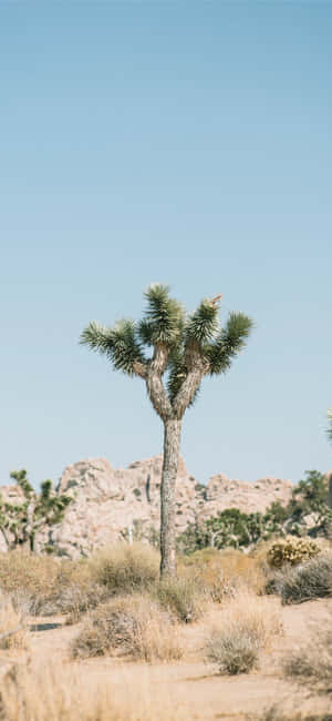 Hình ảnh cây Joshua Tree — Vivo V60e Hình nền