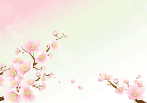 Hình nền hoa anh đào — Hoa anh đào Hình nền