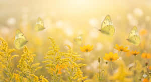 Trừu tượng màu vàng, Bướm, Bướm Clouded Sulphur